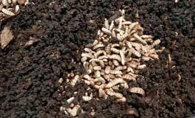 Black soldier fly larvae