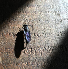 A black soldier fly basks in the sunlight